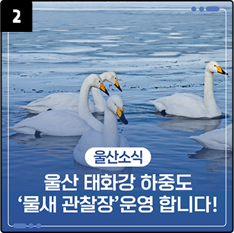 울산 태화강 하중도 '물새 관찰장'운영 합니다!